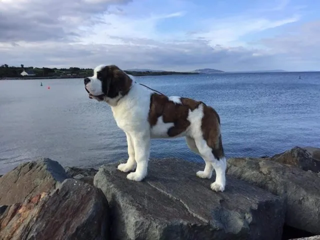Duilleog-Crufts-2023-Winner-Michael-Casey