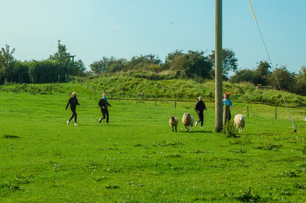 Students outside herding sheep