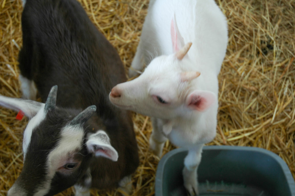 Baby Goats