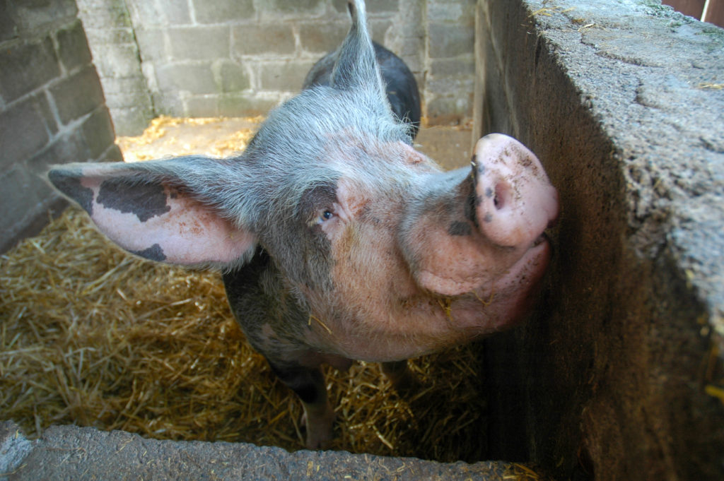 Pig in a pen