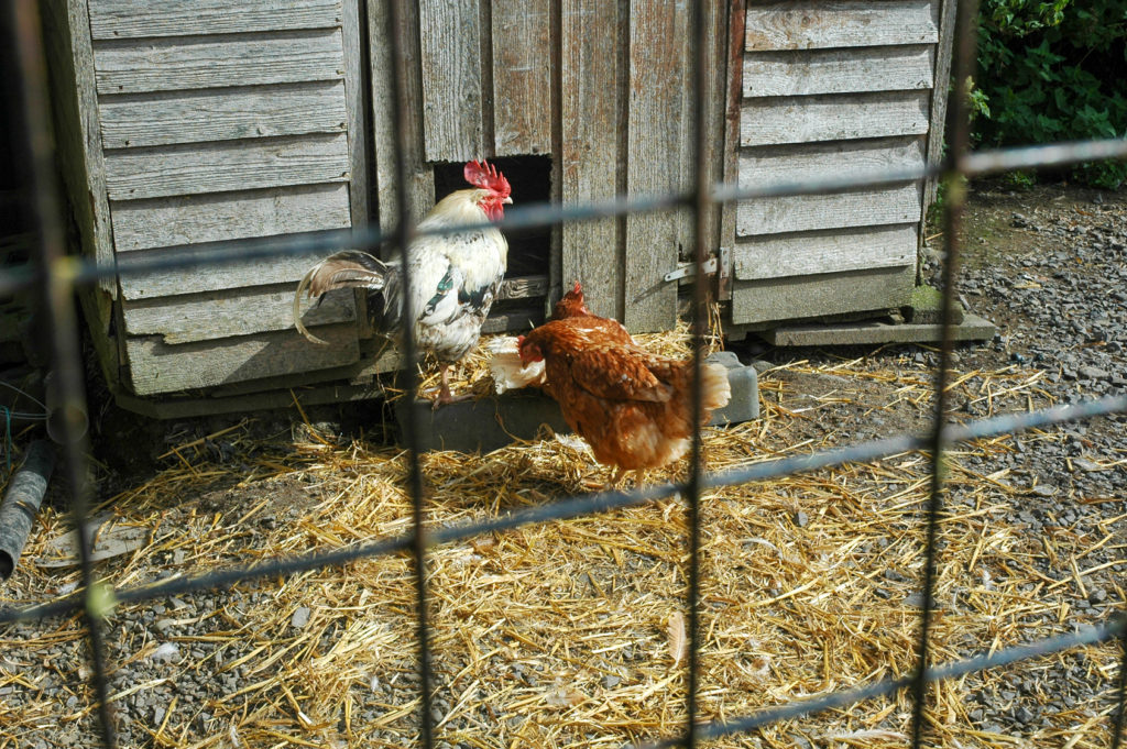 2 Chickens walking into coop
