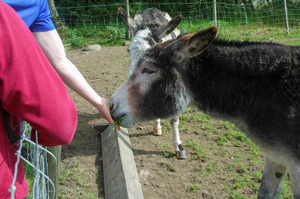 Goat brushing against students hand