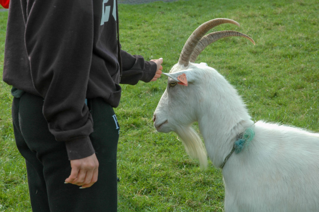 Student petting Goat