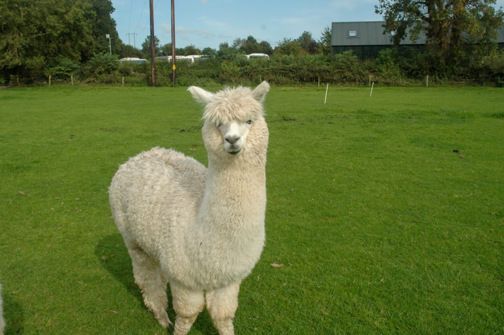 Alpaca