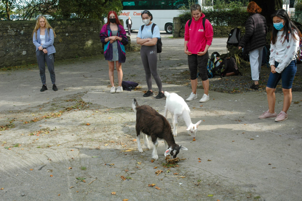 2 goats surrounded by students