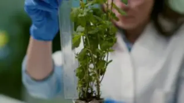 closeup-pharmaceutical-doctor-measure-green-sapling-analyzing-gmo-300×169